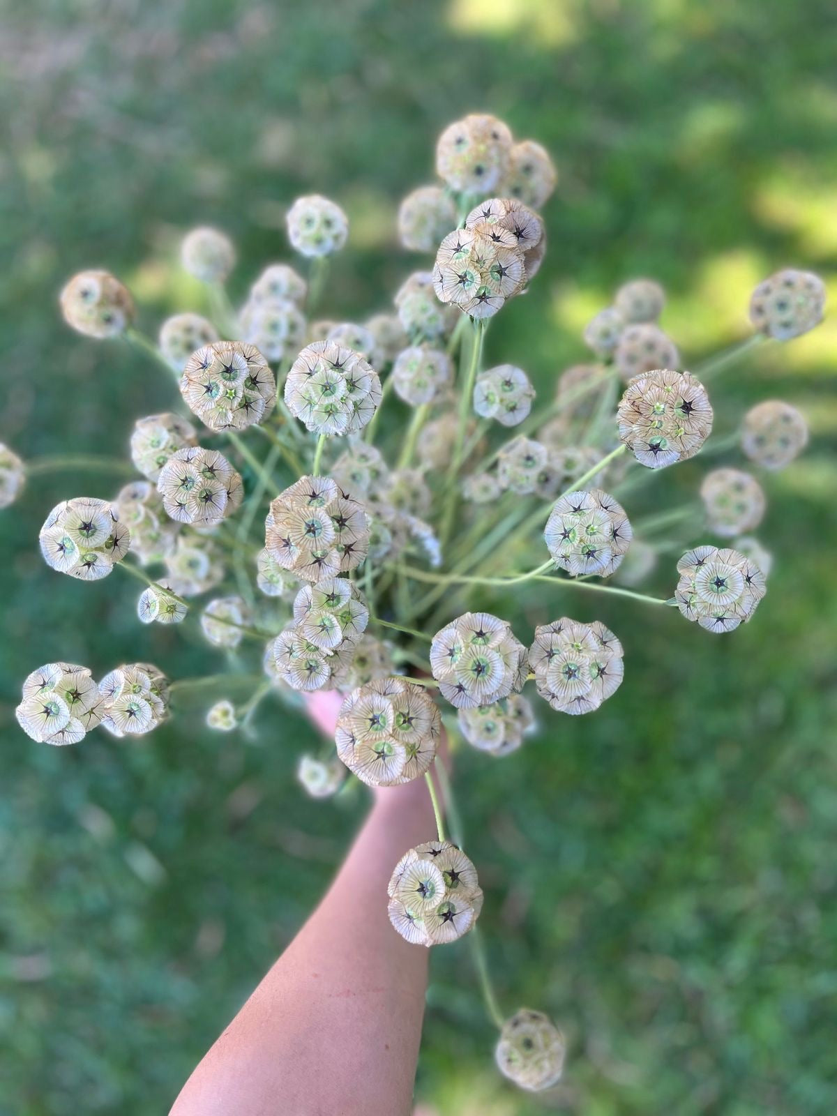 Scabiosa Stellata