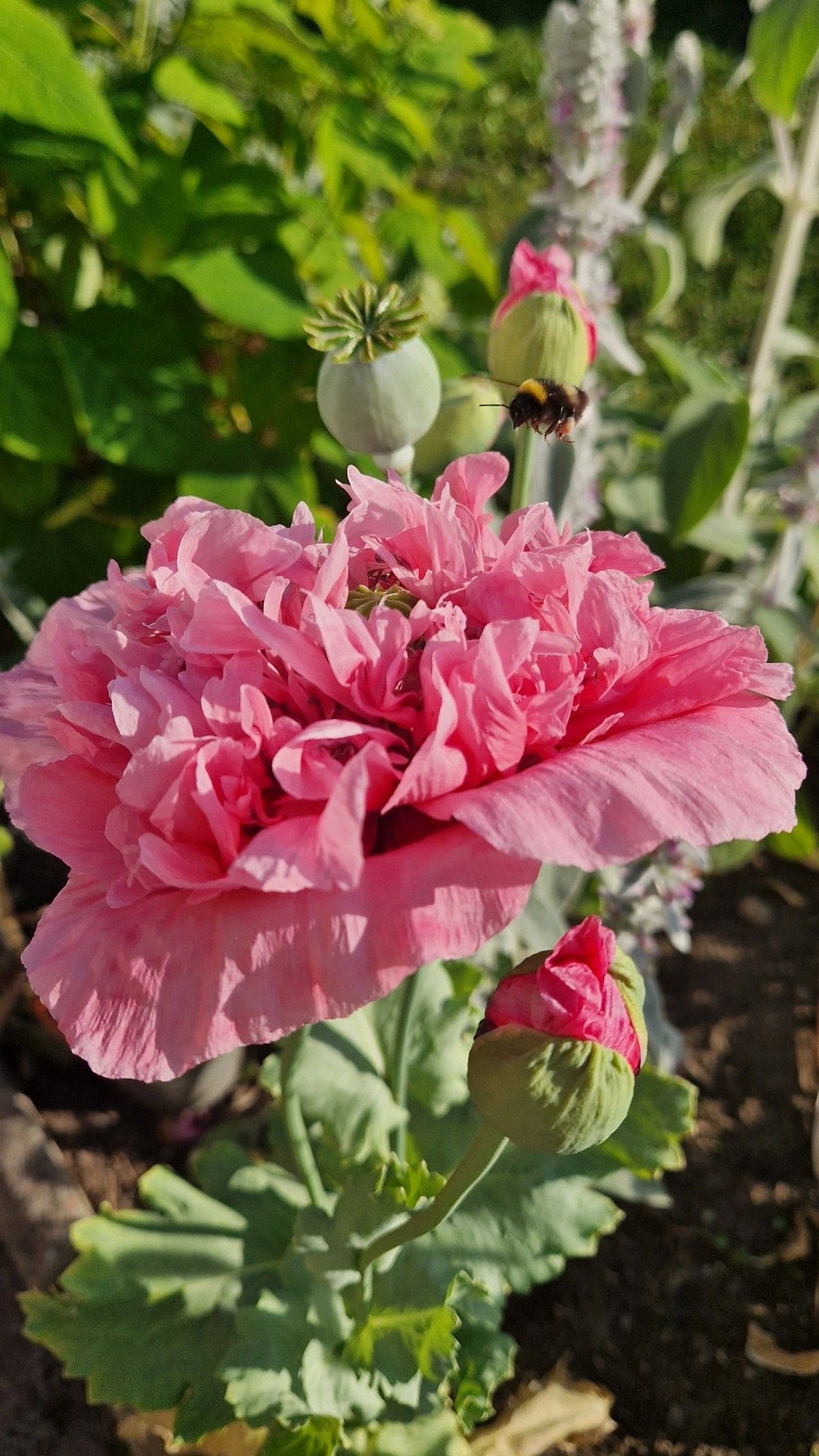 Amapola doble color mix