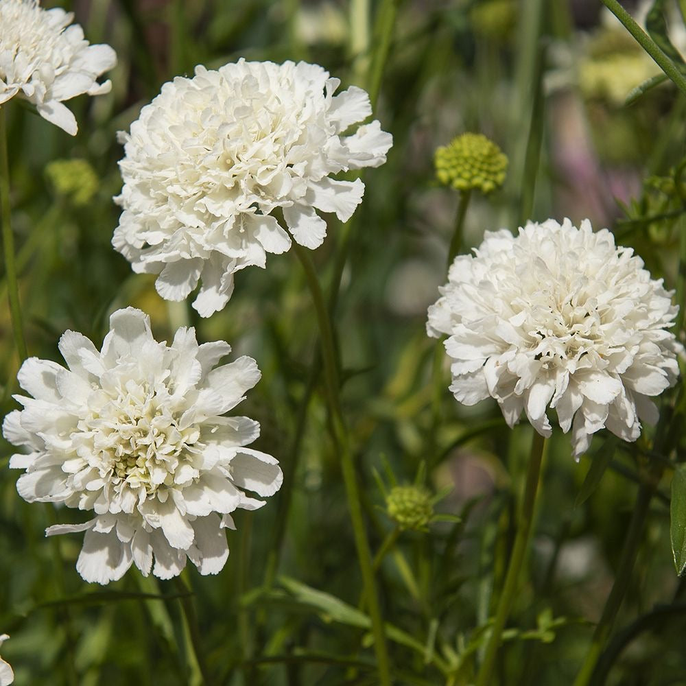Scabiosa blanca