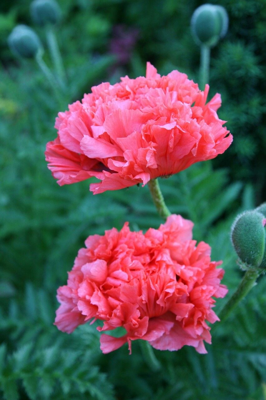 Amapola doble color mix