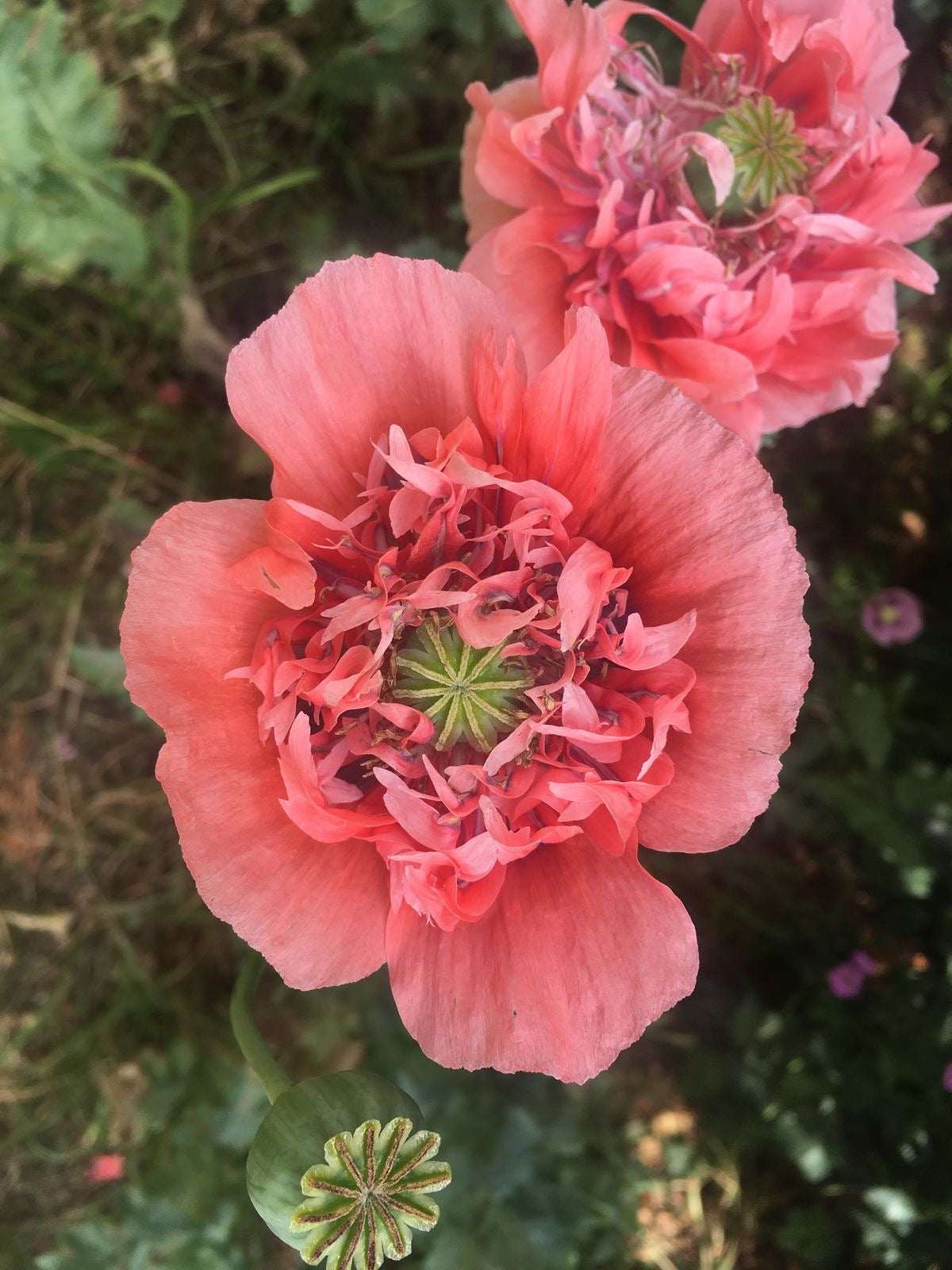 Amapola doble color mix