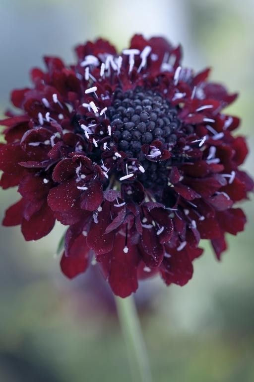 Scabiosa atropurpurea