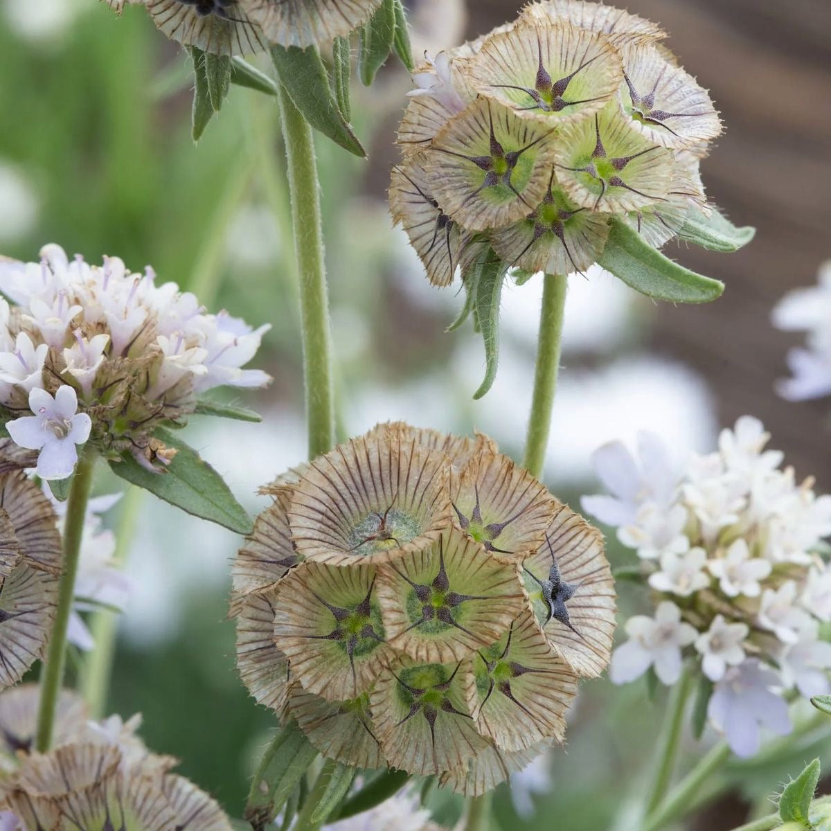 Scabiosa Stellata