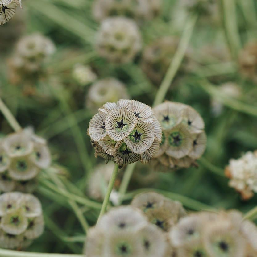 Scabiosa Stellata