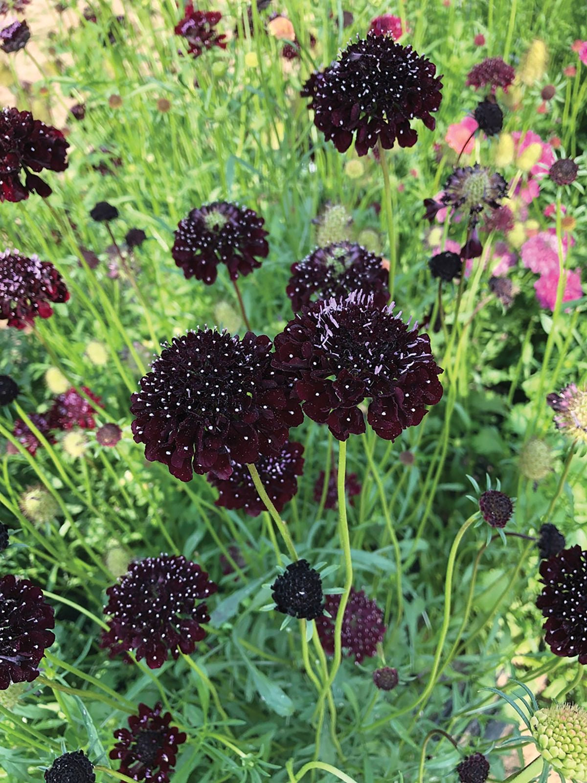 Scabiosa atropurpurea