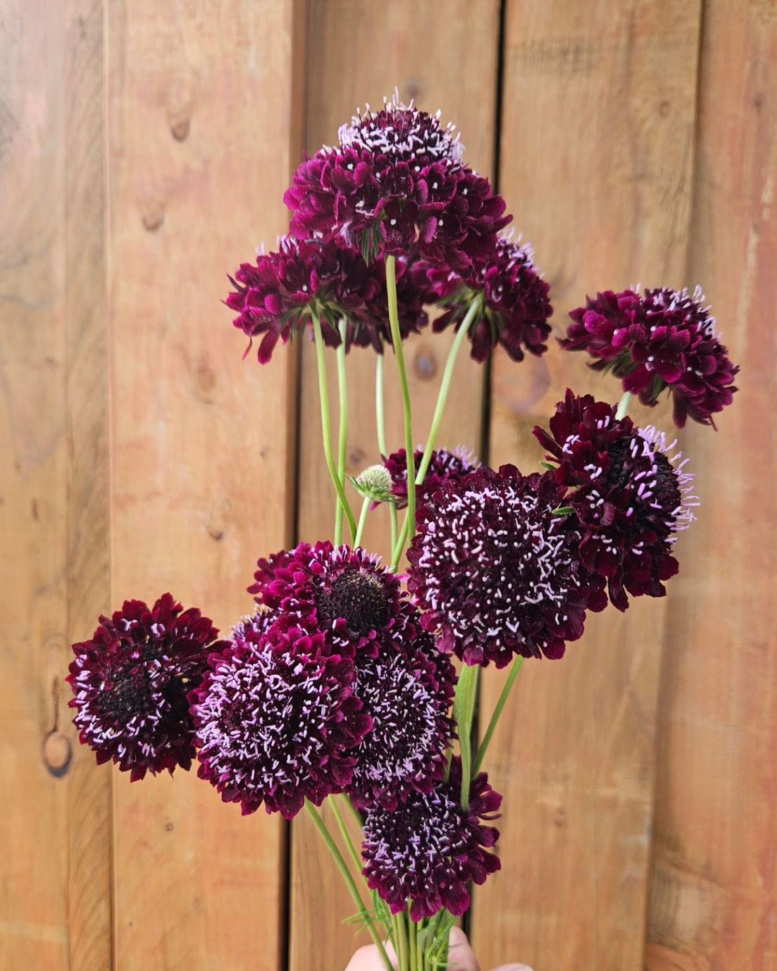 Scabiosa atropurpurea