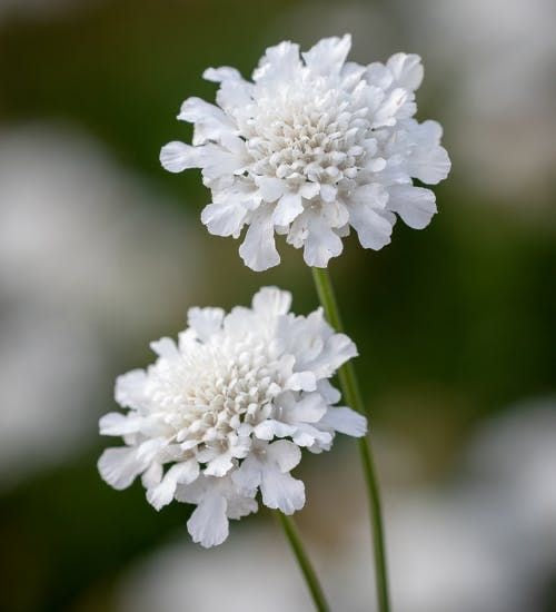 Scabiosa blanca