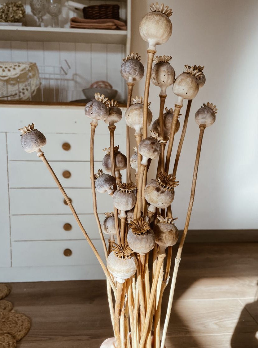 Amapola doble color mix