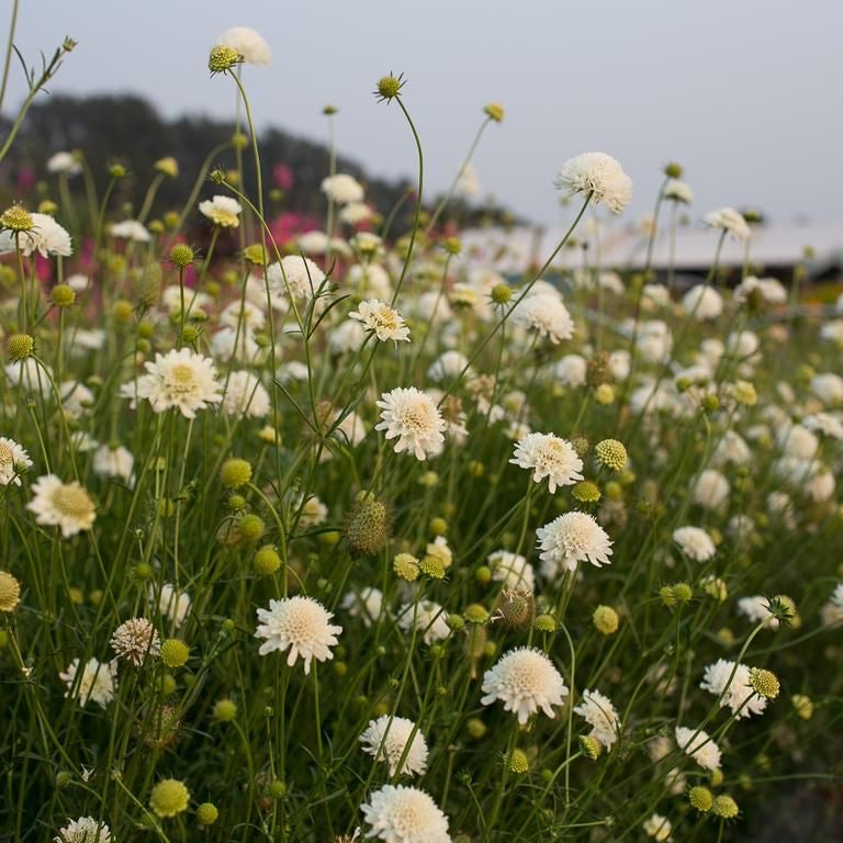 Scabiosa blanca