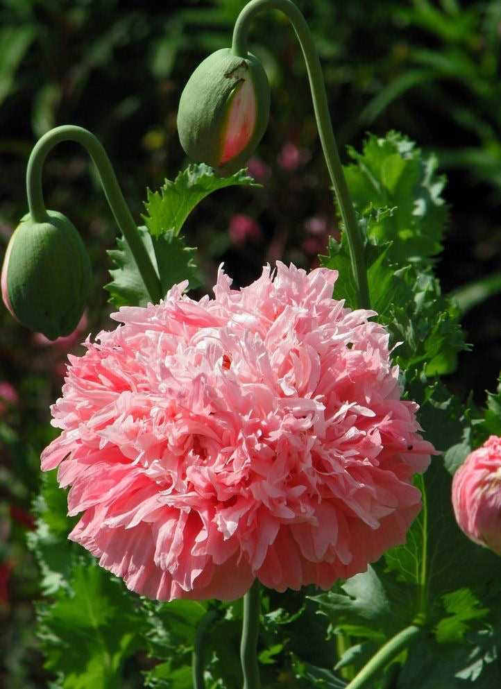 Amapola doble color mix