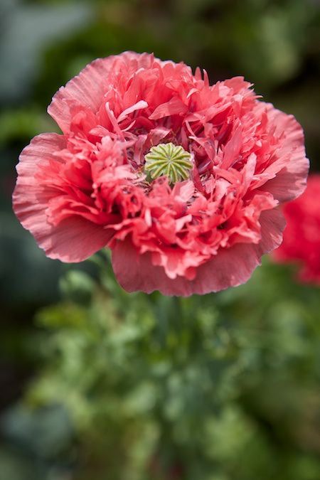 Amapola doble color mix